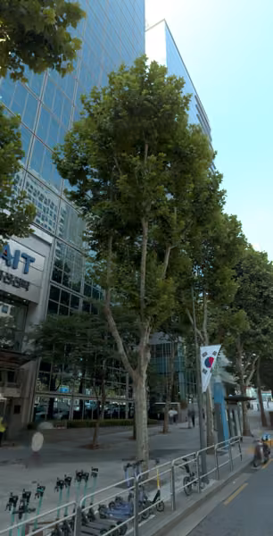 tree photo