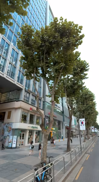 tree photo