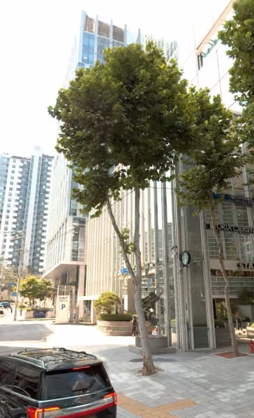 tree photo