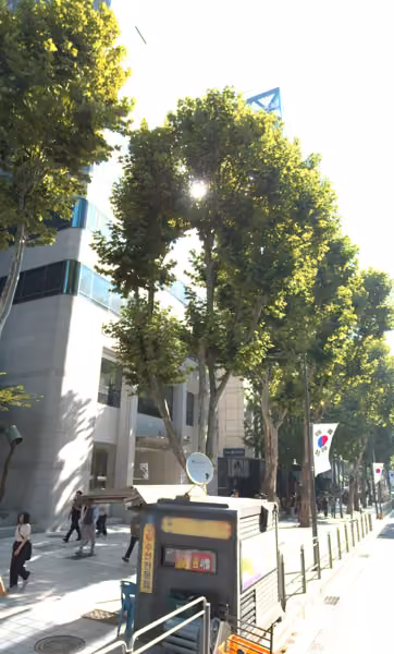 tree photo