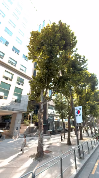 tree photo