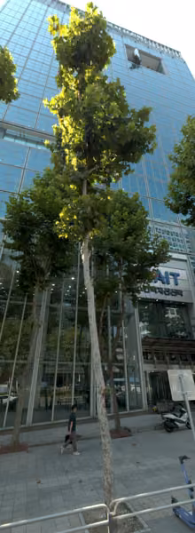 tree photo