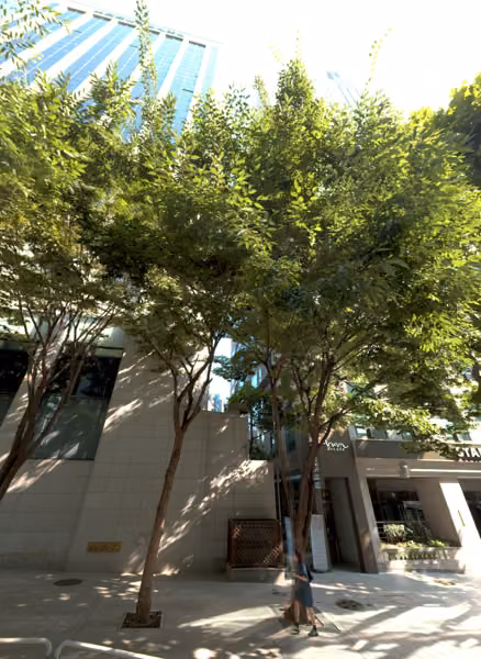 tree photo
