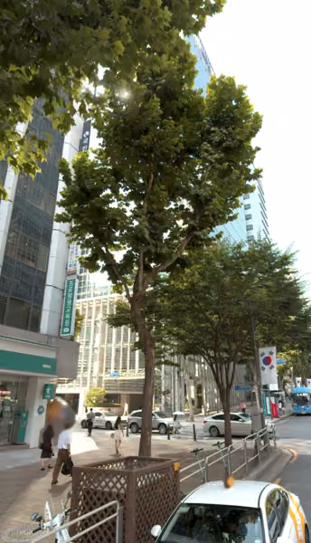 tree photo