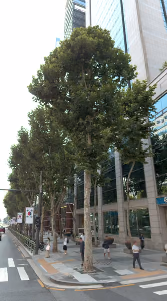 tree photo