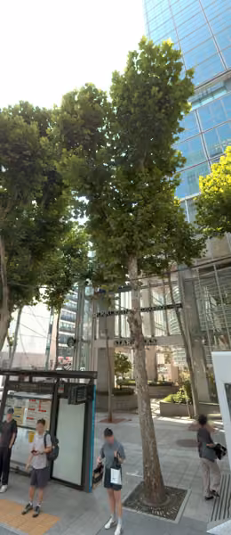 tree photo