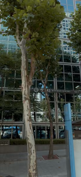tree photo