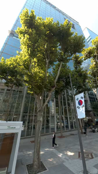 tree photo