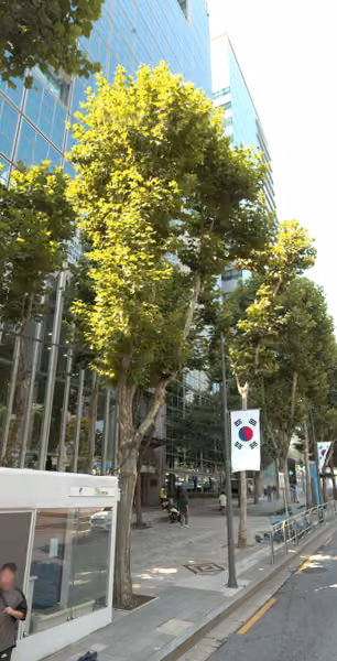 tree photo