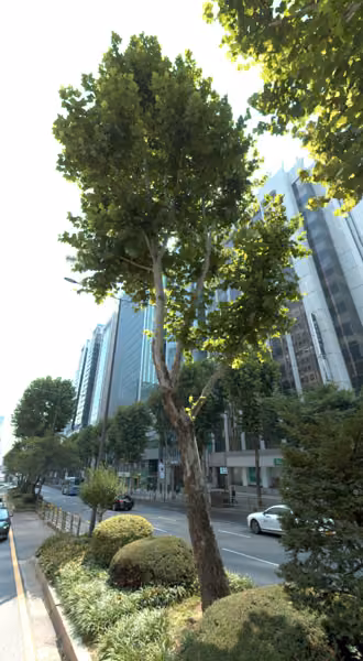 tree photo