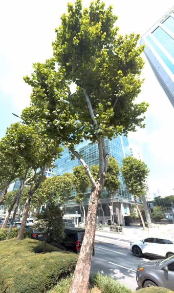 tree photo