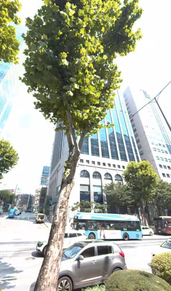 tree photo