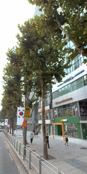 tree photo