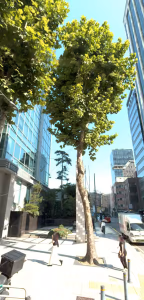 tree photo