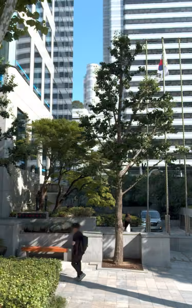 tree photo