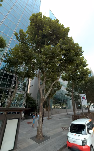 tree photo