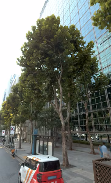 tree photo