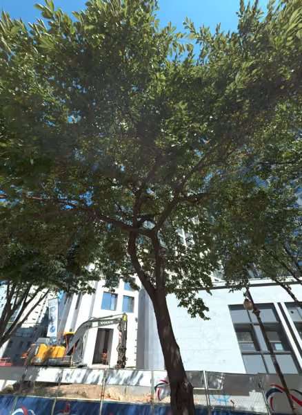 tree photo