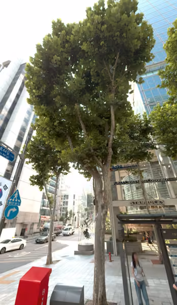 tree photo
