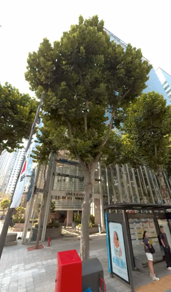 tree photo