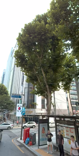 tree photo
