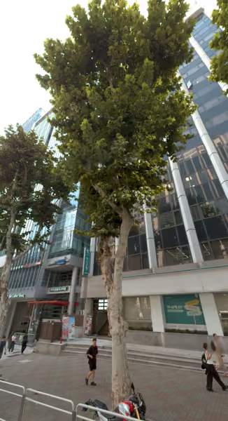 tree photo