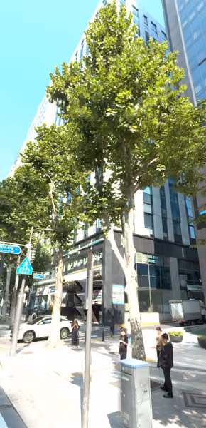tree photo