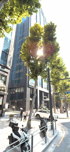 tree photo
