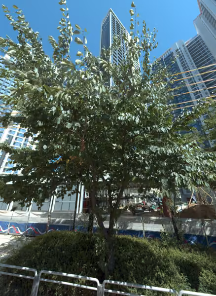 tree photo