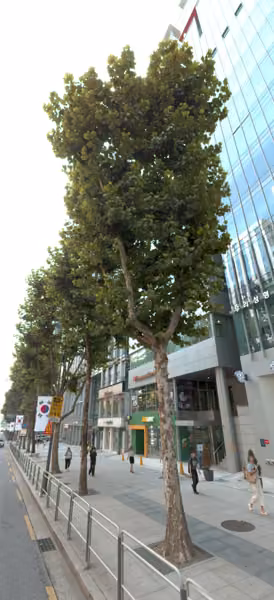 tree photo