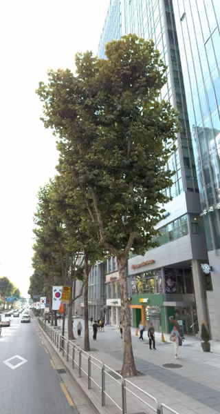 tree photo