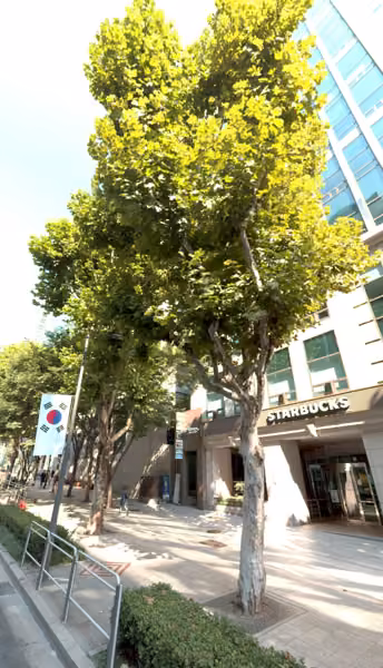 tree photo