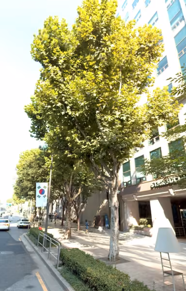 tree photo