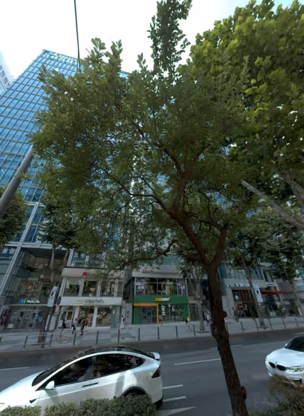 tree photo