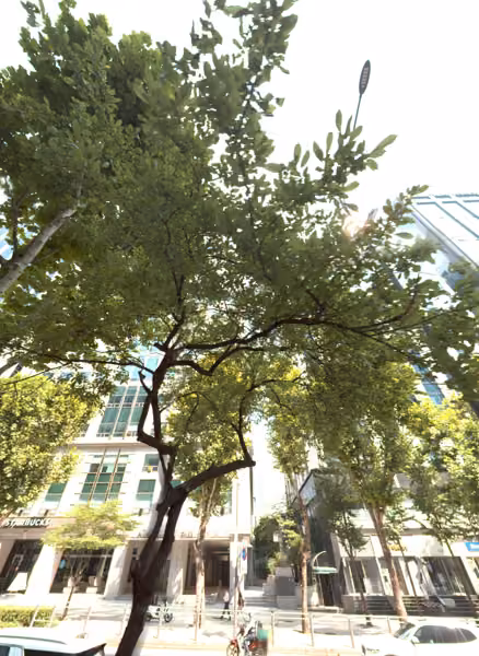 tree photo