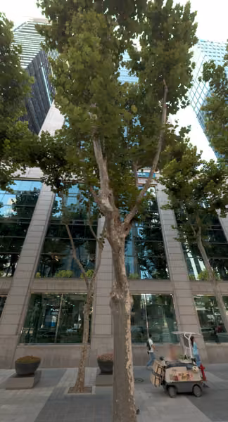 tree photo