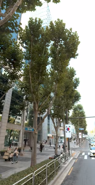 tree photo