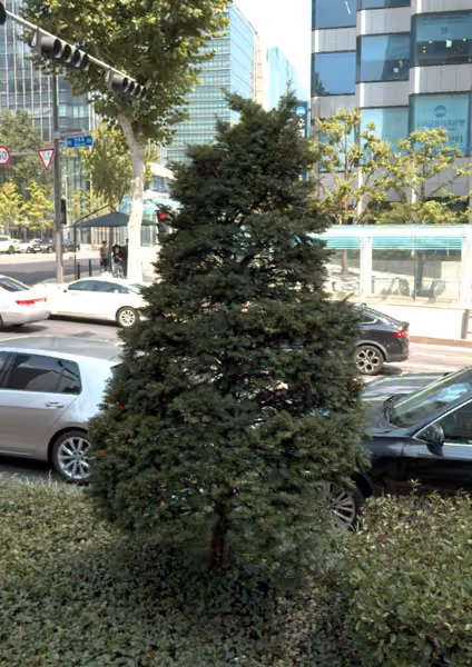 tree photo