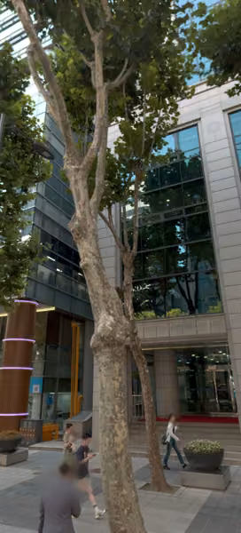 tree photo
