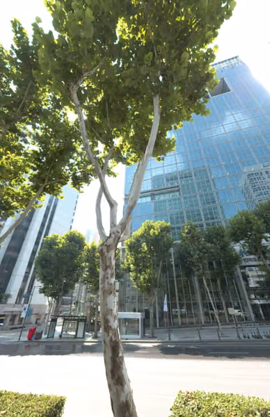 tree photo