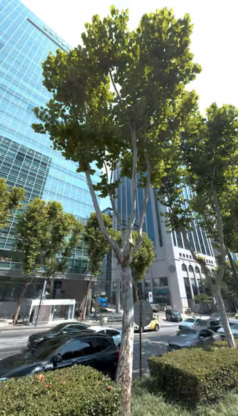 tree photo