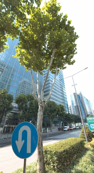 tree photo