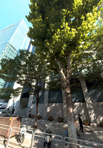 tree photo