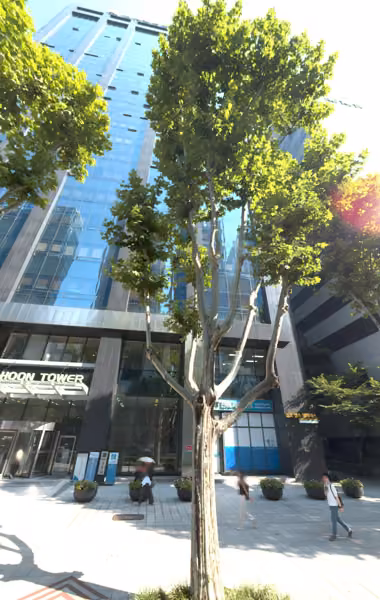 tree photo