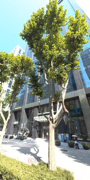 tree photo
