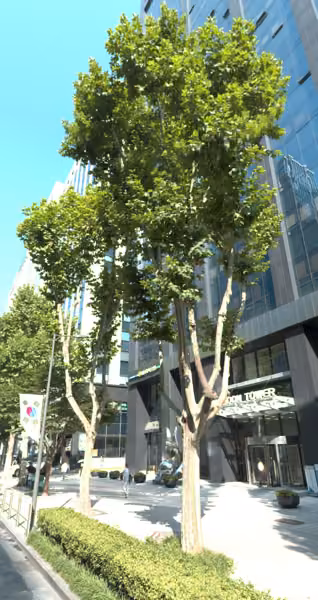 tree photo