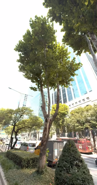 tree photo