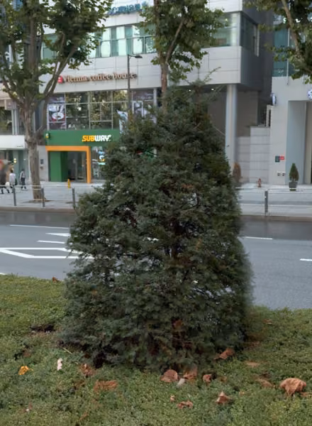 tree photo