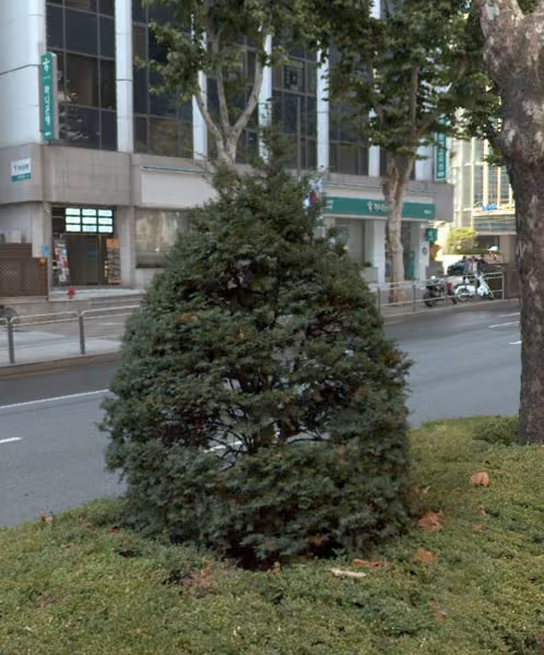 tree photo