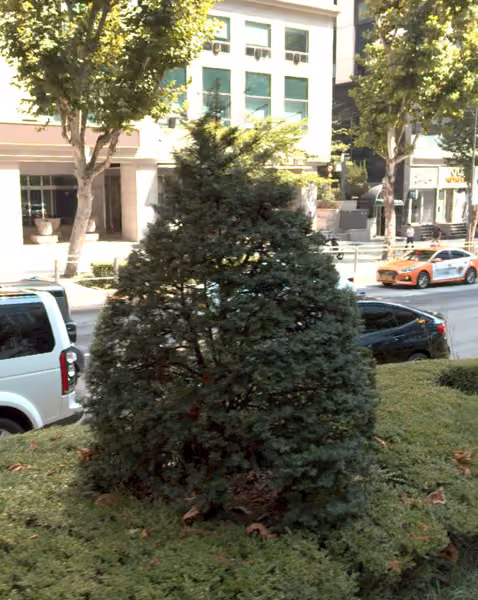 tree photo